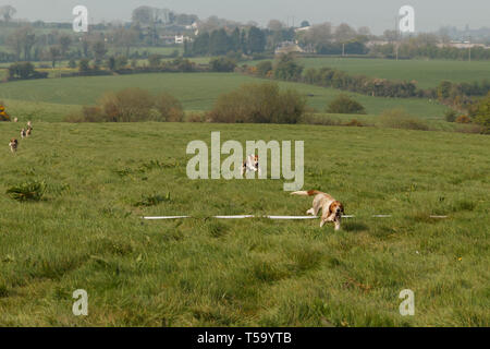 Cork, Irlanda, 22 Aprile, 2019. Lunedì di Pasqua trascinare Hunt, Killcully, sughero. Foto Stock