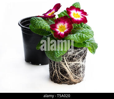 Primulas colorati in nero pentole isolato su bianco Foto Stock