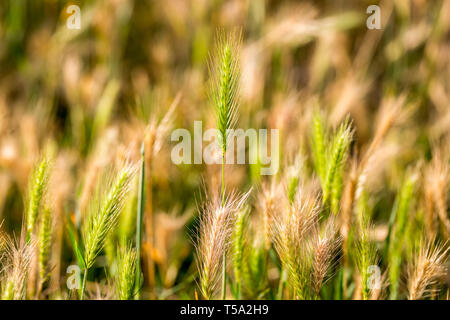 Hordeum murinum, False orzo sfondo. Messa a fuoco selettiva Foto Stock