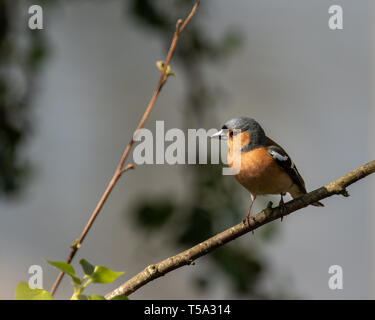 Fringuelli fotografati a Glaslyn Osprey progetto Foto Stock