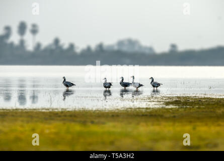 Bar capo-famiglia d'oca - pulcini seguenti genitore. Il bar-headed Goose è un oca che le razze in Asia centrale in colonie di migliaia di laghi Foto Stock