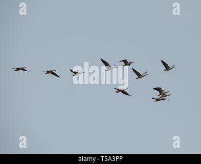 Bar capo-famiglia d'oca - pulcini seguenti genitore. Il bar-headed Goose è un oca che le razze in Asia centrale in colonie di migliaia di laghi Foto Stock