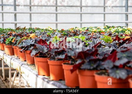 Serra, coltivazione di piante e fiori Foto Stock