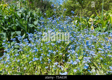 Forget-Me poveri, AKA Scorpion erbe, piccoli fiori blu dal genere Myosotis, fioritura in tarda primavera nel Regno Unito. Forget-Me blu-Non. Foto Stock