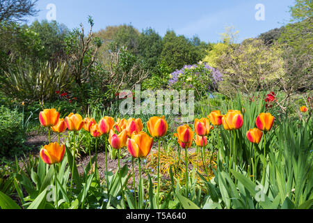 Arancione e tulipani gialli (Tulipa) che fiorisce in primavera in Highdown giardini, West Sussex, in Inghilterra, Regno Unito. Foto Stock