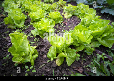 Orto in estate. Fiori, erbe aromatiche e verdure in cortile giardino formale. Eco Friendly giardinaggio, attività per il tempo libero. Foto Stock