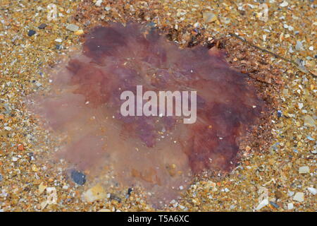 Blob di Lions mane viola meduse essiccazione campana sulla spiaggia di grossa sabbia. Foto Stock