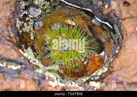 Anemone a bright green tentacoli in stretta piscina di roccia con la bassa marea. Foto Stock