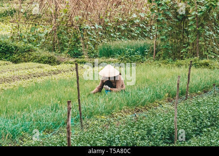 Agricoltore indossando il tradizionale vietnamita hat sul campo in Vietnam. Lavoratore che fa il lavoro agricolo nell'impianto. La vita di un uomo o di una donna sulla piantagione. Picking g Foto Stock