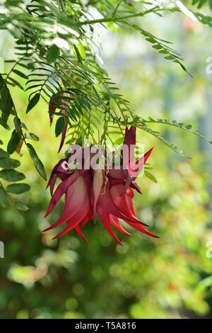 Fiorisce rosso del Lobster Claw impianto. Foto Stock