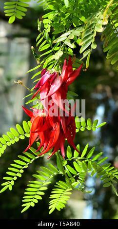 Fiorisce rosso del Lobster Claw impianto. Foto Stock