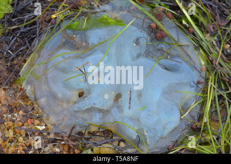 Meduse bianco di specie sconosciute essiccamento lavato fino sulla riva sabbiosa tra erbacce. Foto Stock