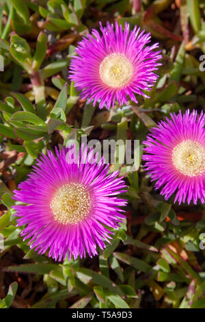 Delosperma Cooperi fiori a Lisbona, Portogallo Foto Stock