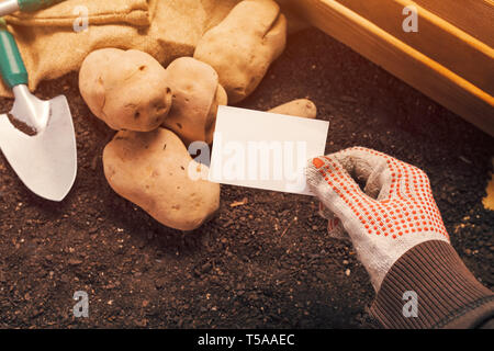 Patata biologica l'agricoltore che detiene blank business card mock up sopra appena raccolto pila di tuberi Foto Stock