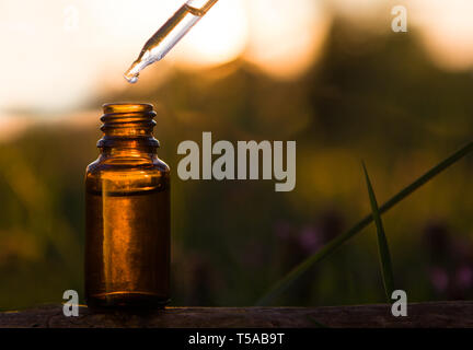 Essenza a base di erbe - medicina alternativa. Olio essenziale di gocciolamento in una bottiglia di vetro. Foto Stock