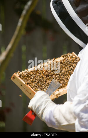 Seattle, Washington, Stati Uniti d'America. Donna apicoltore controllando la salute del miele in un telaio. (MR) Foto Stock