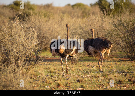 Due gli struzzi in esecuzione sulla savana africana Foto Stock