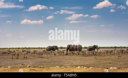 Gli elefanti africani e zebre a waterhole in Etosha National Park, Namibia Foto Stock