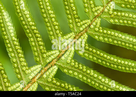 Issaquah, Washington, Stati Uniti d'America. La parte inferiore di una spada occidentale Fern (Polystichum munitum) che mostra il spori. Foto Stock