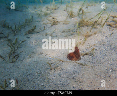 Un rosso colorato Octopus stranamente a guardare la vita dalla mentre è seduto nella sua casa di protezione. Foto Stock