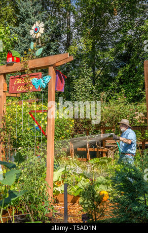 Bellevue, Washington, USA. Man mano gli impianti di irrigazione nel giardino dei bambini sezione del Bellevue Giardino dimostrativo. (MR) Foto Stock