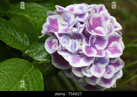 Issaquah, Washington, Stati Uniti d'America. I pulsanti 'N archi Hydrangea close-up in un ombroso giardino fiorito. Foto Stock