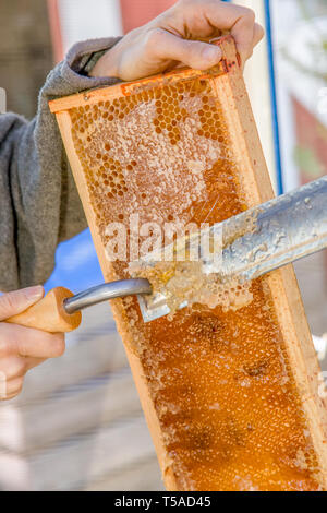 Donna che utilizza un elettrico coltello a lama calda per sbloccare il miele da raschiare via i tappi. (MR) Foto Stock