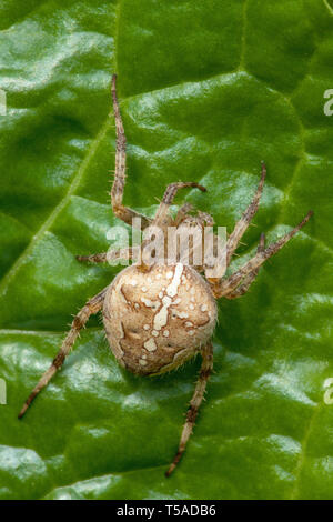 Issaquah, Washington, Stati Uniti d'America. Croce spider o giardino spider su Bietola foglia. Essa è caratterizzata da segni bianchi disposti sotto forma di una croce sul Foto Stock