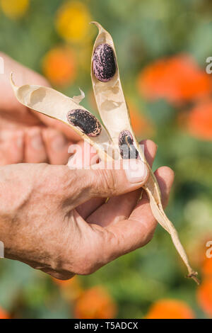 Garofano, Washington, Stati Uniti d'America. Donna apertura di un essiccato Scarlet Runner bean pod, mostrando la viola e nero peans interno, con Nasturtiums il nel backgro Foto Stock