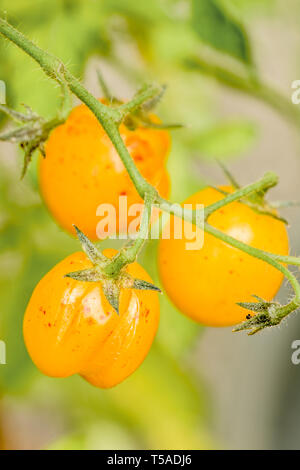 Issaquah, Washington, Stati Uniti d'America. Close-up di Pepita d'oro pomodori ciliegia crescente con la suddivisione in loro. Pomodori suddiviso a causa delle fluttuazioni del amoun Foto Stock