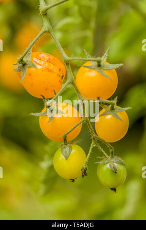 Issaquah, Washington, Stati Uniti d'America. Close-up di Pepita d'oro pomodori ciliegia crescente con la suddivisione in loro. Pomodori suddiviso a causa delle fluttuazioni del amoun Foto Stock