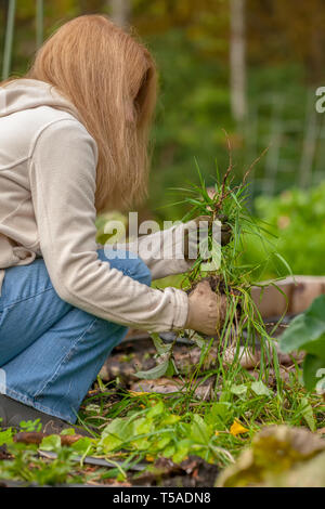 Issaquah, Washington, Stati Uniti d'America. Donna tirando bluegrass, altre erbe infestanti e piante indesiderate nel giardino d'autunno. (MR) (PR) Foto Stock