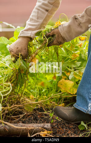 Issaquah, Washington, Stati Uniti d'America. Donna nasturtiums il tiro, erbacce e piante indesiderate nel giardino d'autunno. (MR) (PR) Foto Stock