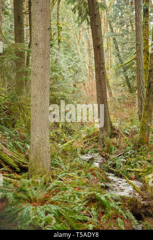 Squak Mountain State Park in Issaquah, Washington, Stati Uniti d'America. Western Swordferns accanto a un piccolo ruscello in una foresta pluviale. Foto Stock