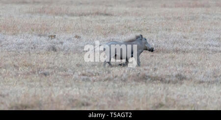 Un maschio adulto Common warthog in esecuzione su un terreno erboso aperto la sera tardi, guardato da due ghepardi, Ol Pejeta Conservancy, Laikipia, Kenya, Africa Foto Stock