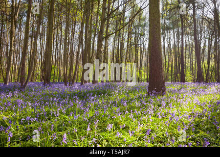 Regno Unito Meteo: la mattina presto in un inglese bluebell woodland in primavera. Brumby legno, Scunthorpe, North Lincolnshire, Regno Unito. Xxi Aprile 2019. Foto Stock