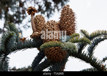 Aprile sera e pigne di attendere per rilasciare i loro semi. Burley in Wharfedale, West Yorkshire, 16/04/19 Foto Stock