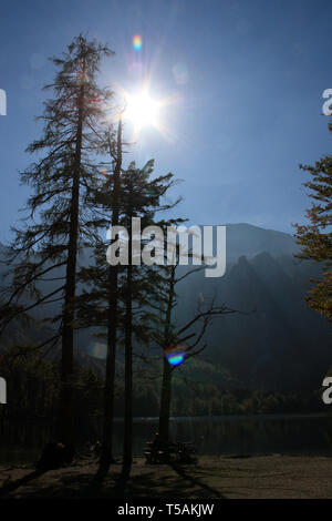 Back lit vista di enormi alberi di alto fusto sorge davanti a basse acque cristalline del Hinterer Langbathsee vicino Ebensee, Oberösterreich Austria Foto Stock