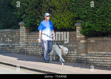 Non vedenti persona uomo a camminare sul marciapiede con la canna da zucchero stick e Golden Labrador cani di assistenza lungo la strada a Bournemouth Dorset Regno Unito nel mese di aprile Foto Stock