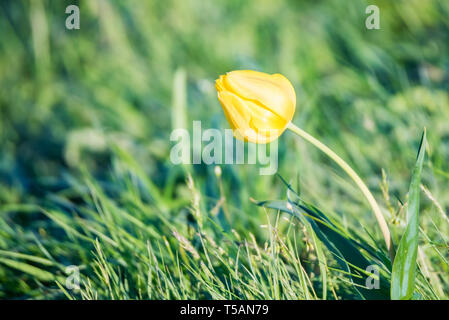 Close up Schrenck's tulip o Tulipa Tulipa schrenkii nella steppa Foto Stock