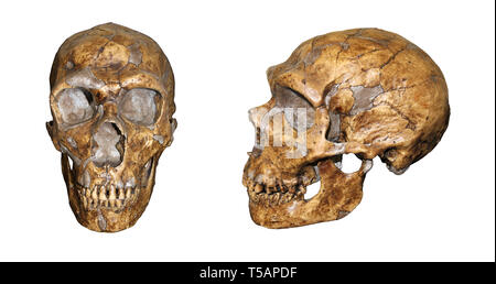 Homo neanderthalensis vista frontale e laterale il confronto Foto Stock
