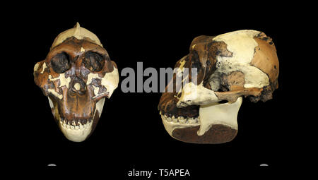 Schiaccianoci uomo Paranthropus boisei (Australopithecus boisei) Foto Stock