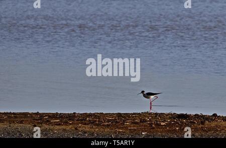 Lonely trampolieri camminando in acqua poco profonda in Ungheria Foto Stock