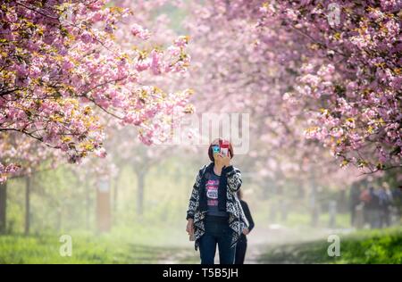 Berlino, Germania. 23 apr, 2019. Un film turistico fiori di ciliegio avenue in Lichterfelde Süd al sole. Credito: Kay Nietfeld/dpa/Alamy Live News Foto Stock