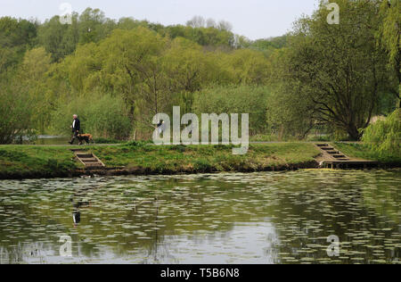 Bolton, Lancashire, Regno Unito. 23 apr, 2019. Il giorno finale della Pasqua onda di calore in Mosè Gate Country Park, Bolton, Lancashire. Dopo le temperature record nel Regno Unito durante il weekend, il bel tempo è impostato per terminare con la pioggia si spostano in Inghilterra del Nord Ovest da domani. Un uomo cammina il suo cane passato uno dei lodges nel pomeriggio di sole. Foto di Paolo Heyes, martedì 23 aprile, 2019. Credito: Paolo Heyes/Alamy Live News Foto Stock