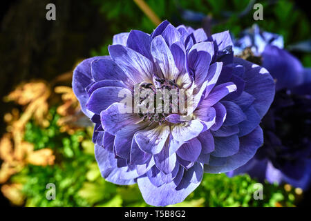 Anemone fiori viola in giardino Foto Stock