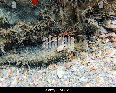 Stenorhynchus seticornis, la freccia yellowline granchio, seduto su una roccia sul fondo dell'oceano. Foto Stock