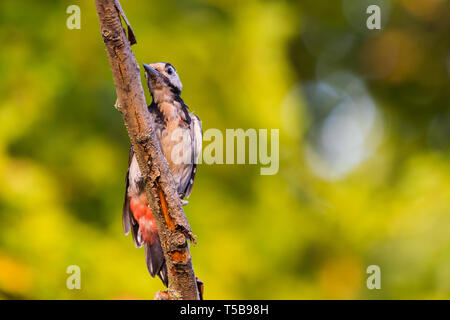 Picchio siriano o Dendrocopos syriacus vicino al ramo. Foto Stock