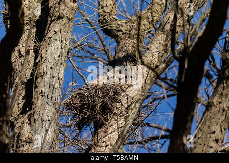 Due giovani grande gufo cornuto (Bubo virginianus) sul nido naturale, noto anche come il gufo di Tiger Foto Stock