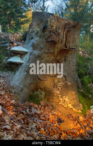 Ciclo di vita e bello. La luce del mattino che splende su un marciume tronco di albero, cresciuto con diversi tipi di funghi Foto Stock